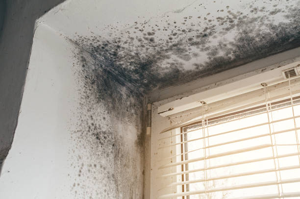 Affordable Commercial Mold Remediation solutions in Sims, NC
